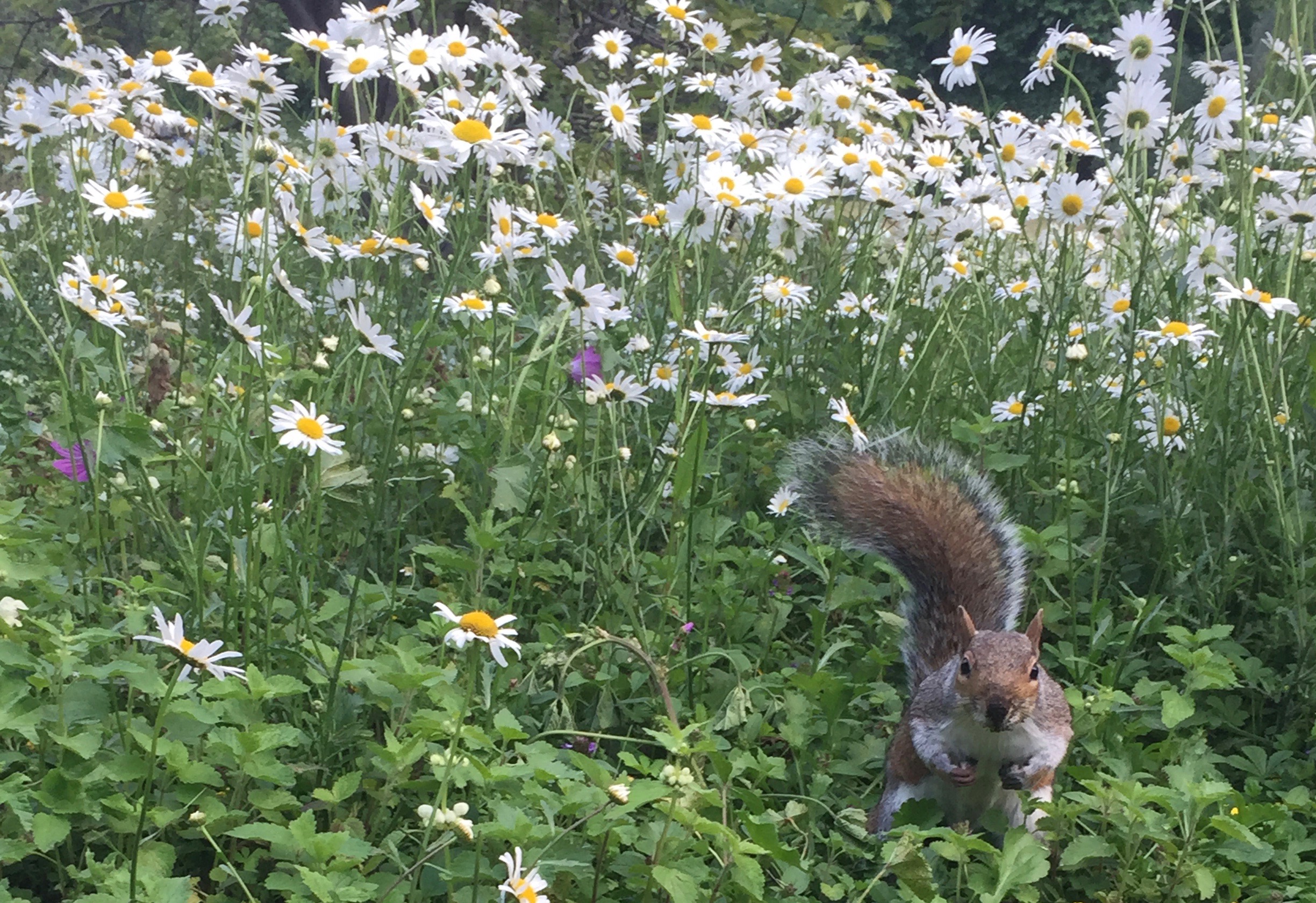 A squirrel in a rather confrontational pose, facing the camera with its tail over its head, standing in a field of daisies