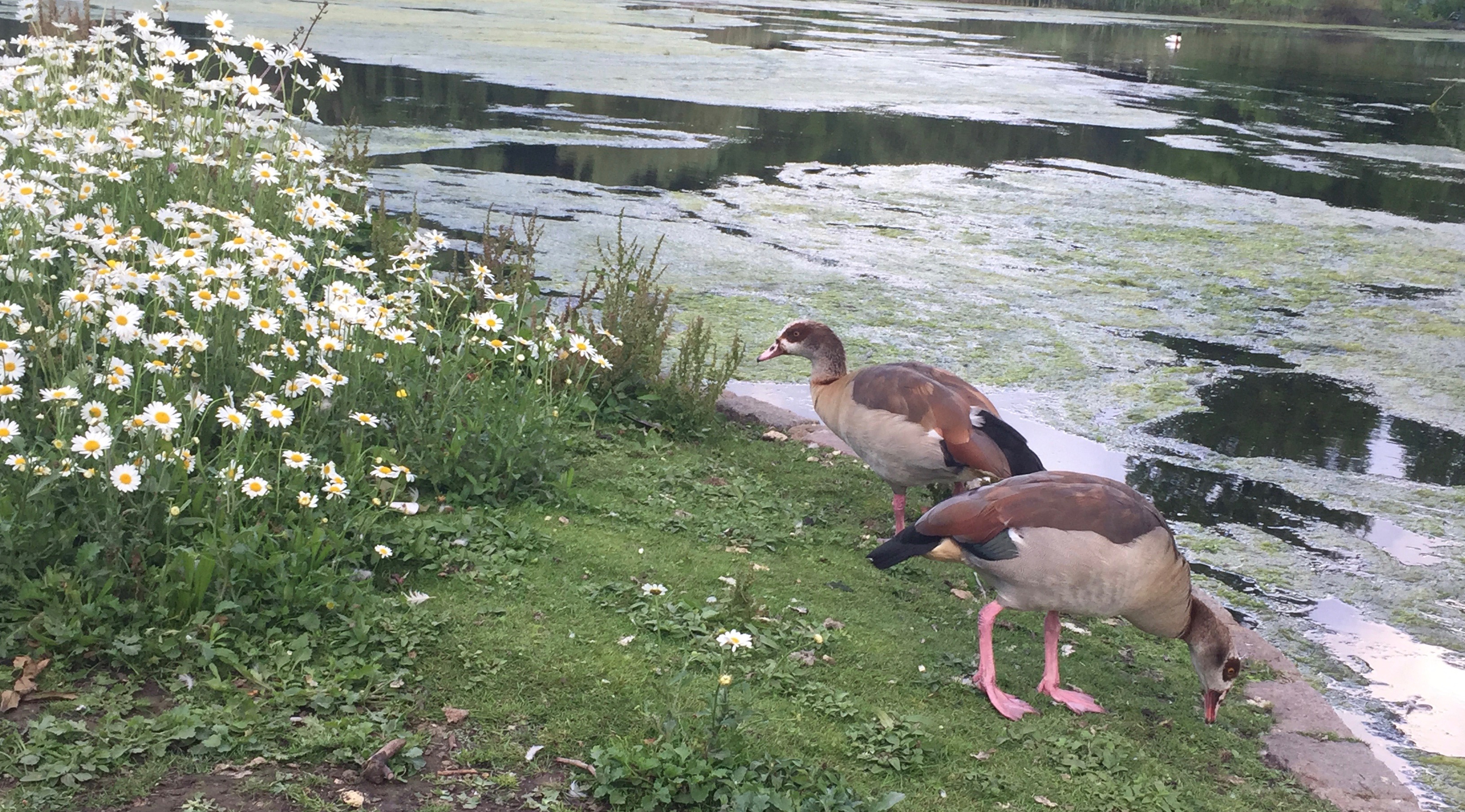 Two Egyptian geese eating grass near a patch of daisies