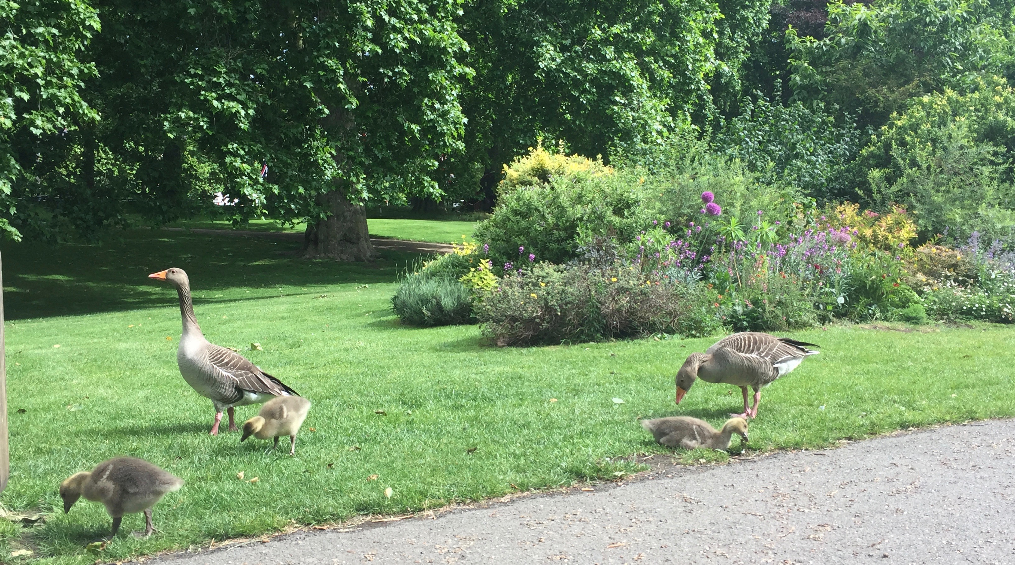 Two adult geese and several goslings eating grass