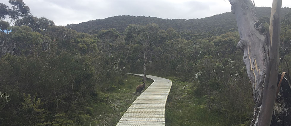 Boardwalk